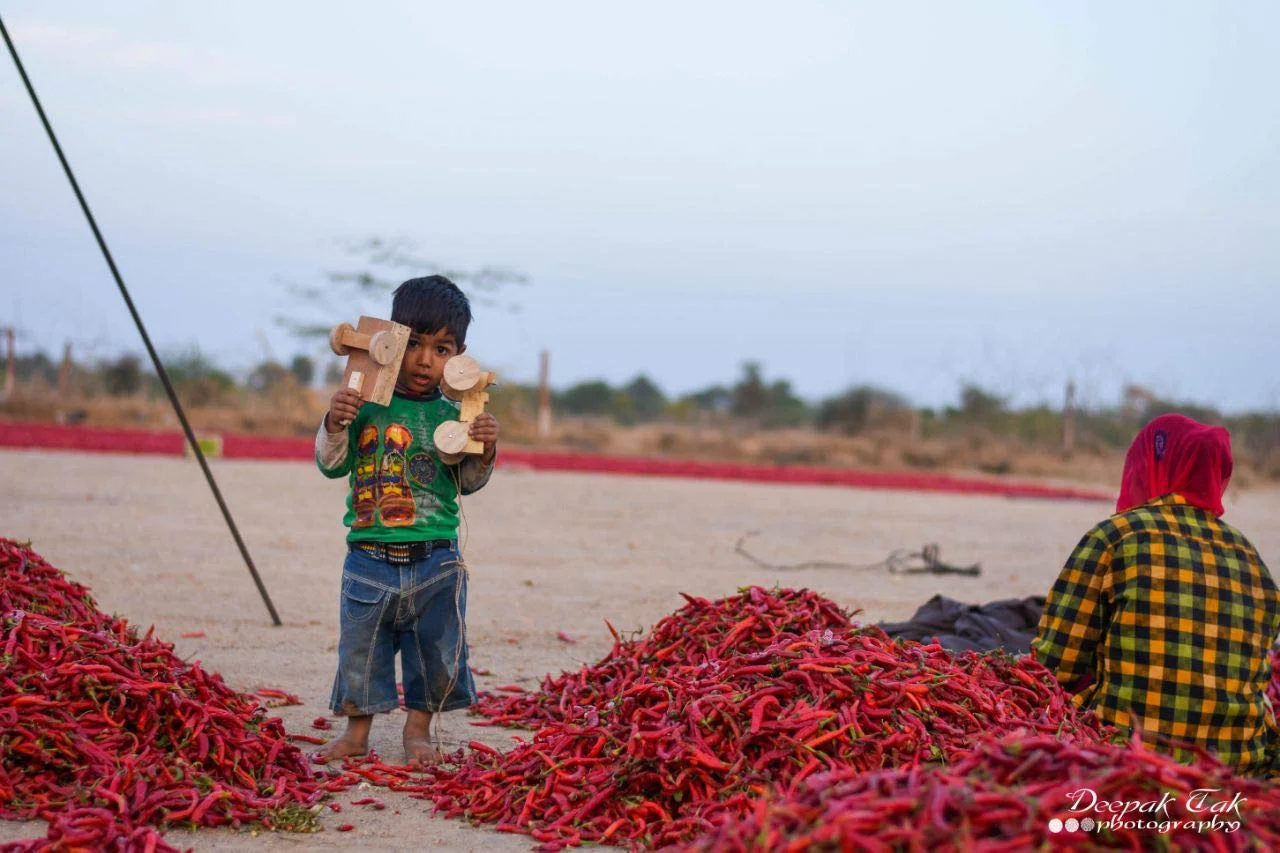 Shirish Masala Whole Mathania Red Chilli (Lal Mirch)(Stemless) 1 Kg,Sortex Clean, 70 Years Of Trust - image 3