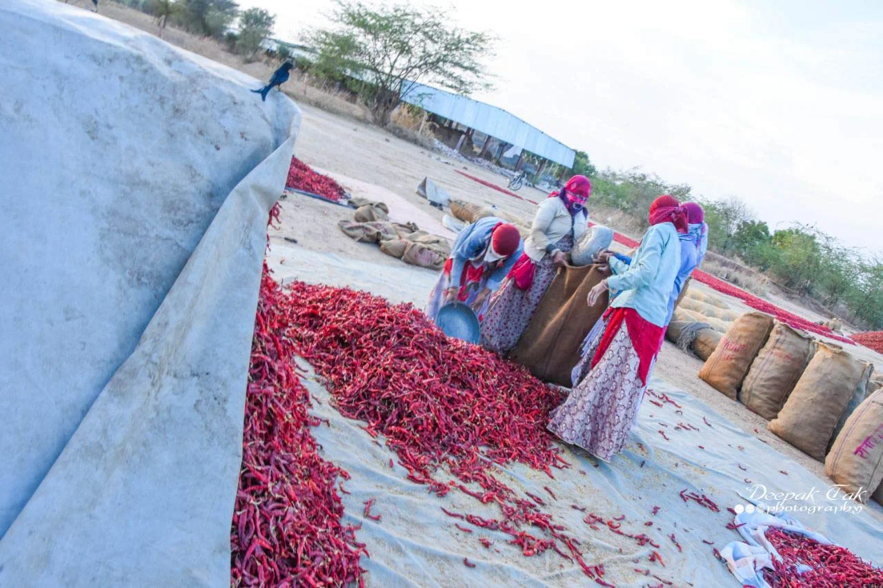 Shirish Masala Whole Mathania Red Chilli (Lal Mirch)(Stemless) 1 Kg,Sortex Clean, 70 Years Of Trust - image 4