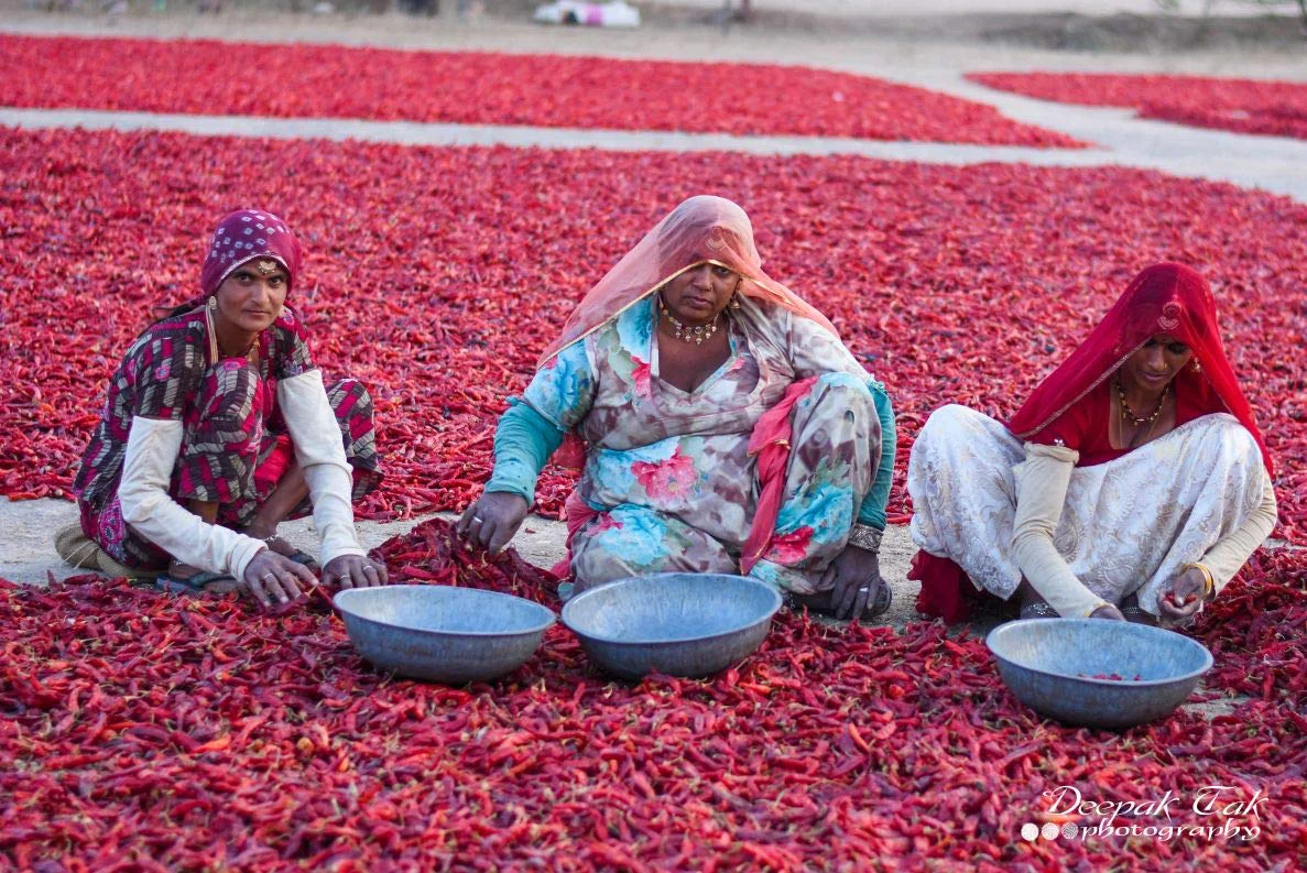 Shirish Masala Whole Mathania Red Chilli (Lal Mirch)(Stemless) 1 Kg,Sortex Clean, 70 Years Of Trust - image 5